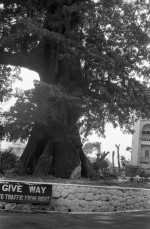 Sacred Cotton Tree