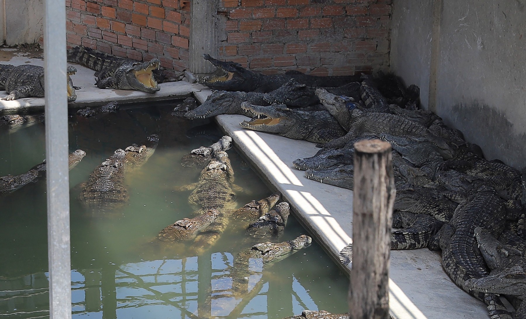 Un bărbat a murit mâncat de 40 de crocodili, după ce a căzut în incinta animalelor