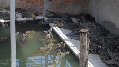 crocodili multi la o ferma zoo