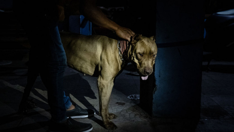 Percheziții la un bărbat acuzat că tăia ilegal urechile şi cozile câinilor
