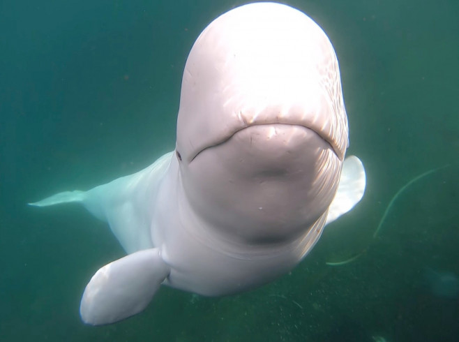 BELUGA WHALE STEALS GOPRO