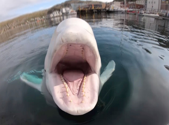 BELUGA WHALE STEALS GOPRO