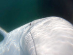 BELUGA WHALE STEALS GOPRO