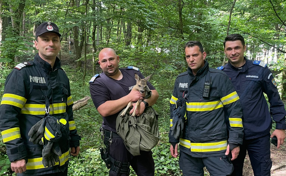 FOTO. Un pui de căprioară a fost salvat după ce rămăsese blocat într-un canal aflat în Parcul Trivale din Piteşti