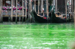 Venice, Grand Canal water turns phosphorescent green