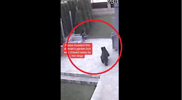 Urs alungat de trei câini curajoși, într-o curte din Brașov. Povestea românească a ajuns și în presa din Marea Britanie