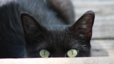 Pisică neagră privește