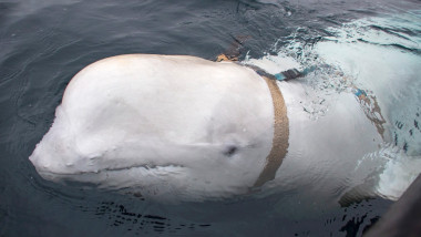 beluga spion a rusiei, in apa