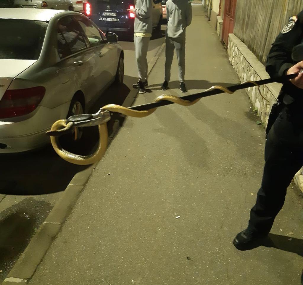 Un bărbat s-a trezit cu un șarpe de 1,5 metri în mașină, în Drobeta-Turnu Severin