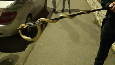 Un bărbat din Severin s-a trezit cu un șarpe de 1,5 metri în mașină