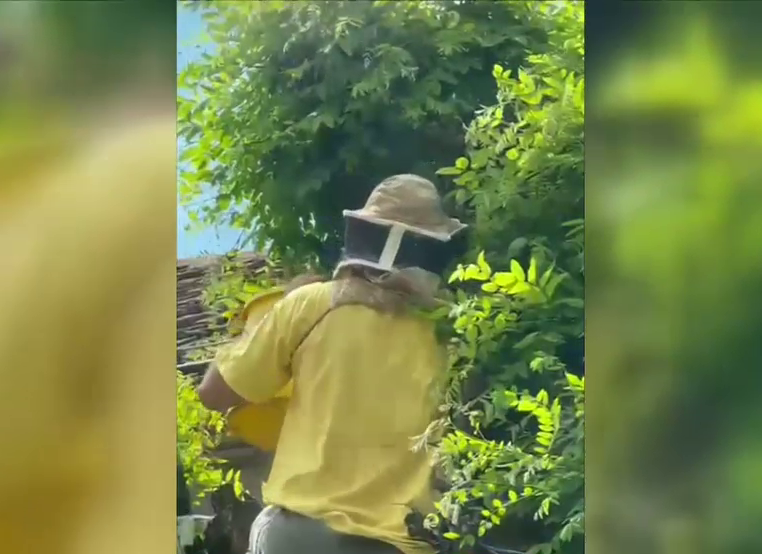 Un bărbat a fost atacat de un roi de albine. Au intervenit jandarmii