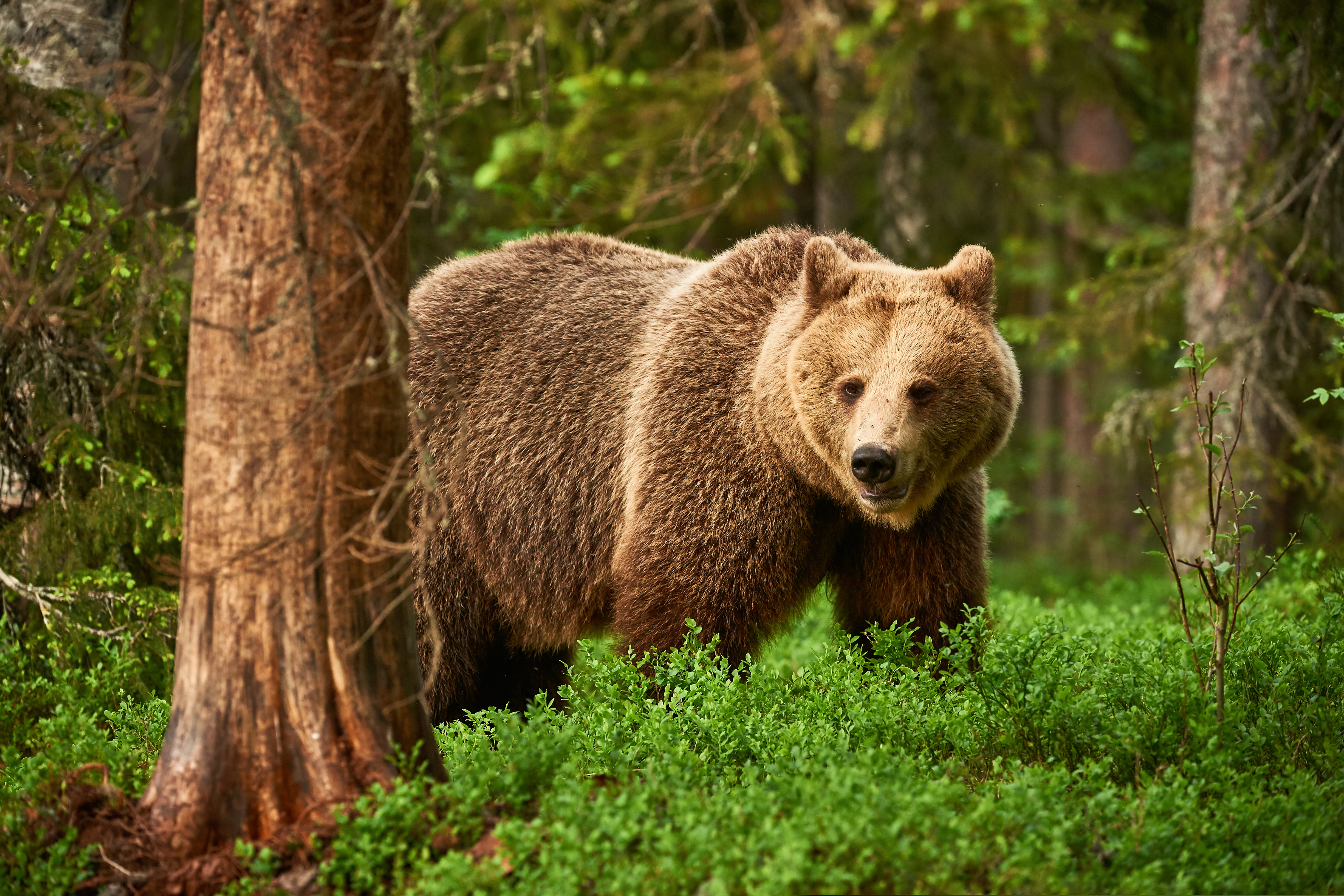 Un urs a apărut la o nuntă din județul Argeș. Animalul ar fi încercat să atace un bărbat