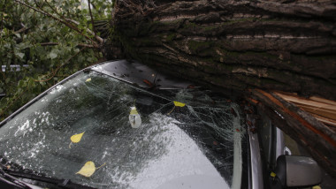 Un copac doborât peste o mașină în București pe 29 iunie 2016.
