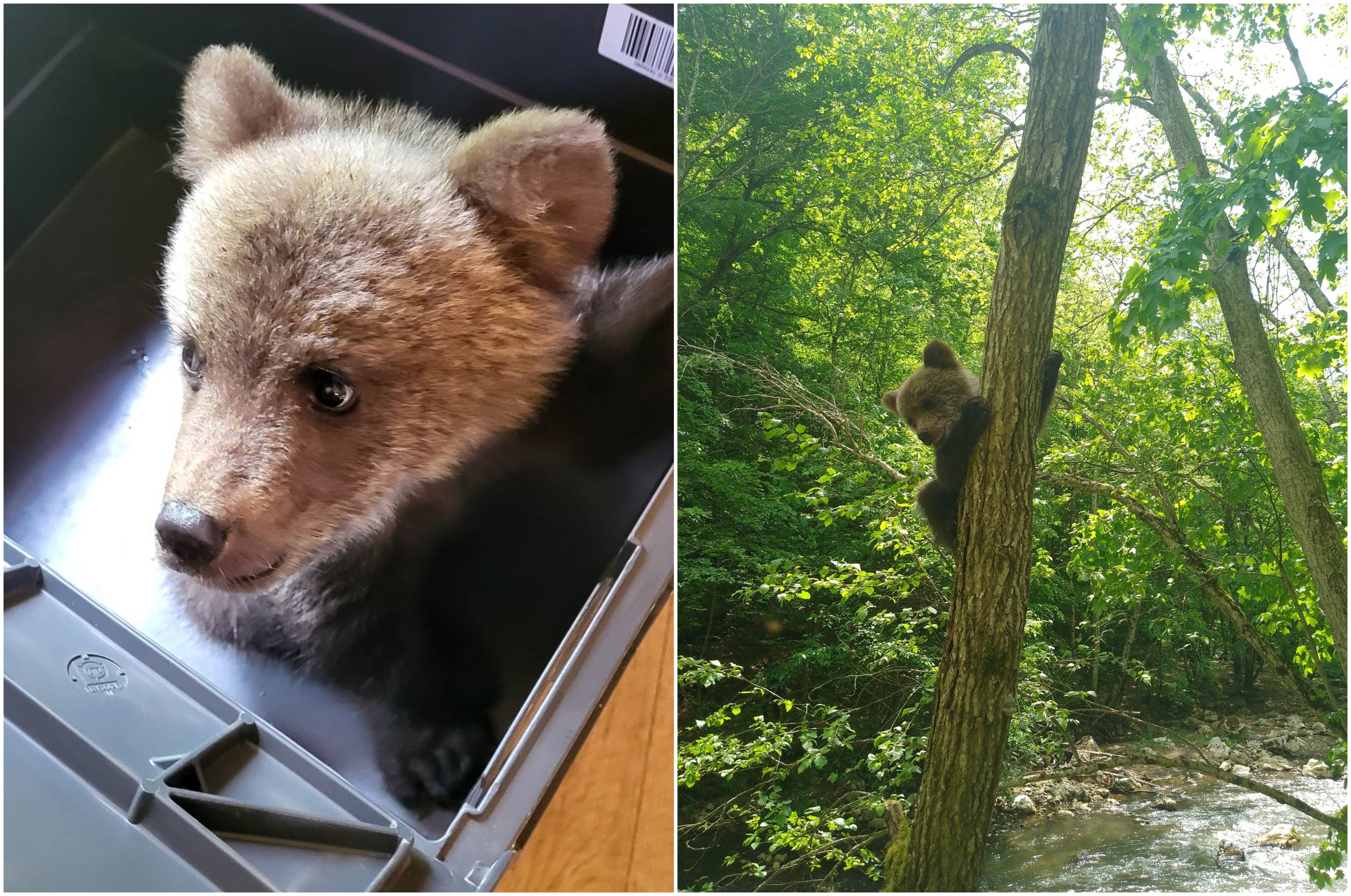 Un pui de urs orfan a fost salvat de salvamontiști, în Cheile Vârghișului