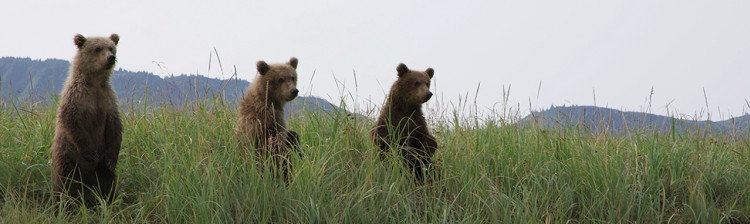 Jurnal de călătorie: Urșii din Katmai | ep. 4