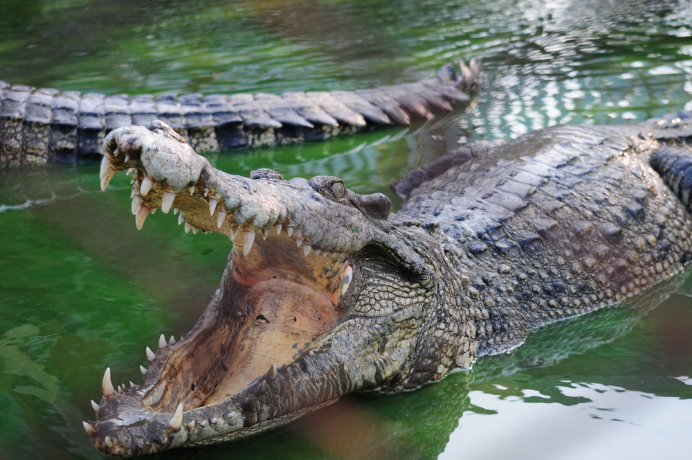 Un bărbat a scăpat cu viaţă după ce a reuşit să-şi scoată capul dintre fălcile crocodilului care-l atacase