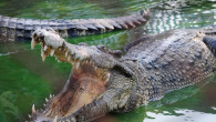 crocodil cu gura deschisa