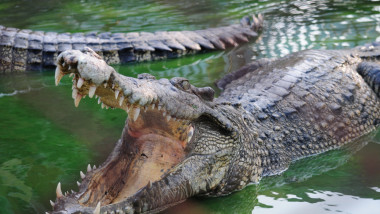crocodil cu gura deschisa