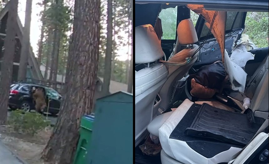 VIDEO Un urs aflat în căutare de hrană a rămas blocat într-o mașină. A distrus totul, apoi a fost eliberat de polițiști