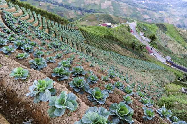 Terraced Plantations of Indonesia