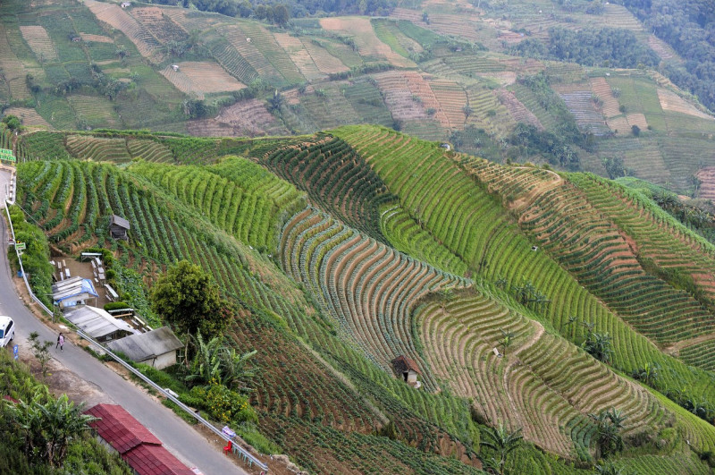 Terraced Plantations of Indonesia