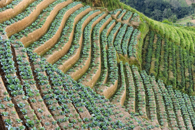 Terraced Plantations of Indonesia