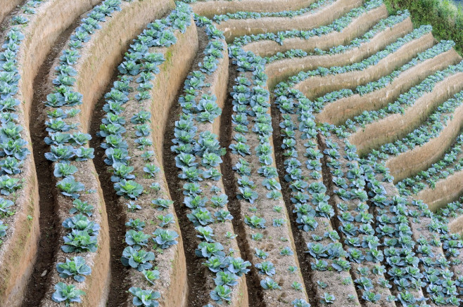 Terraced Plantations of Indonesia