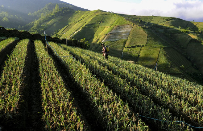 Terraced Plantations of Indonesia