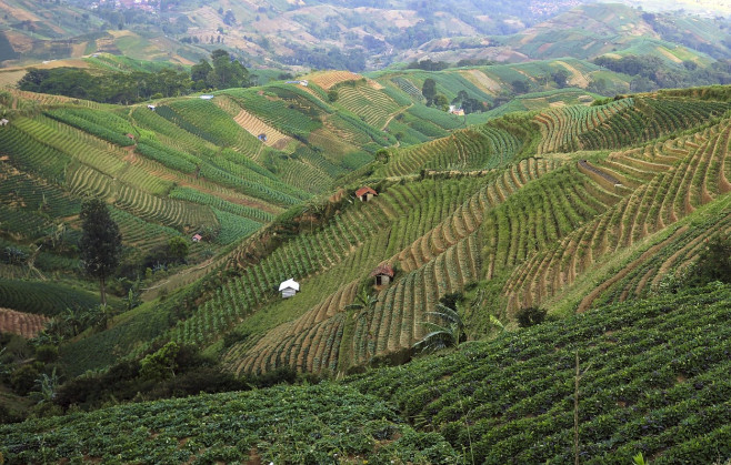 Terraced Plantations of Indonesia