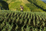 Terraced Plantations of Indonesia