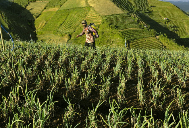 Terraced Plantations of Indonesia