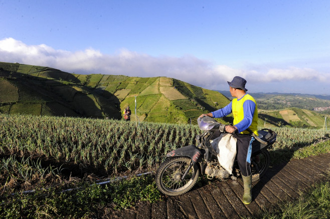 Terraced Plantations of Indonesia