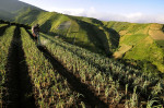 Terraced Plantations of Indonesia