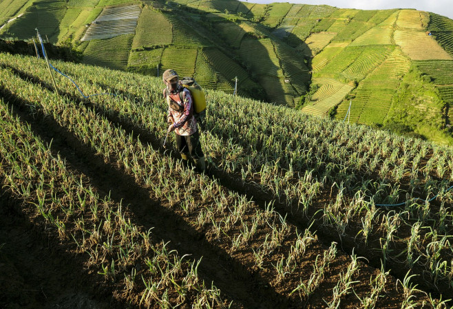 Terraced Plantations of Indonesia