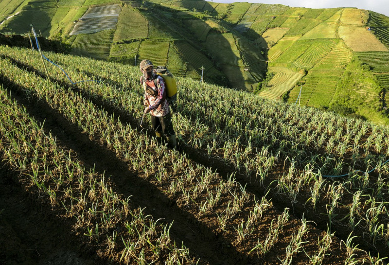 Terraced Plantations of Indonesia