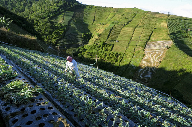 Terraced Plantations of Indonesia