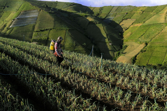 Terraced Plantations of Indonesia