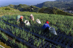 Terraced Plantations of Indonesia