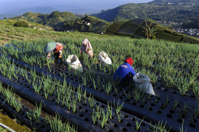 Terraced Plantations of Indonesia