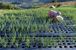 Terraced Plantations of Indonesia