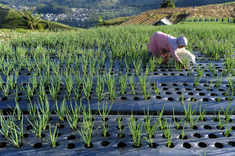 Terraced Plantations of Indonesia