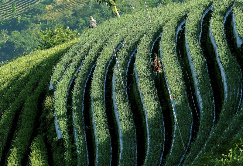 Terraced plantations of Indonesia