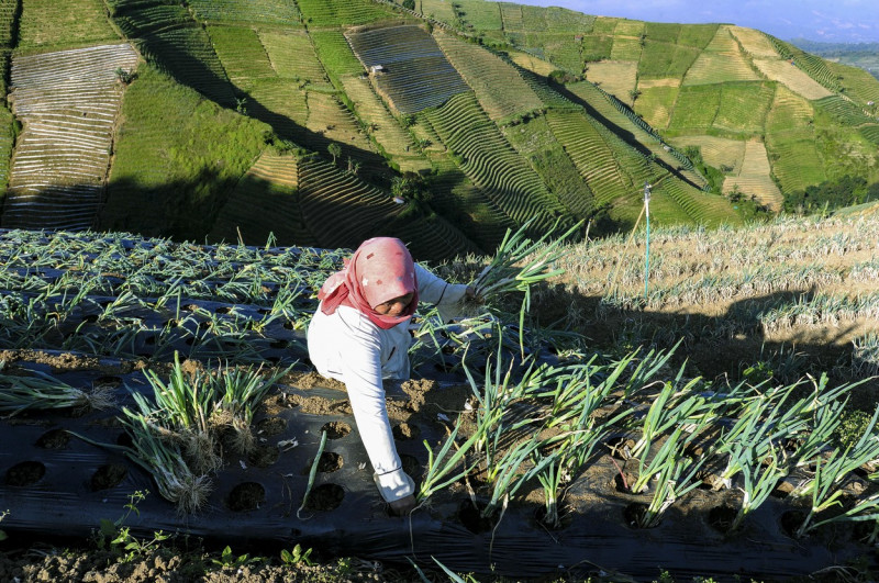 Terraced Plantations of Indonesia