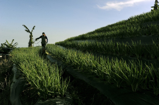 Terraced plantations of Indonesia