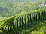 Terraced plantations of Indonesia