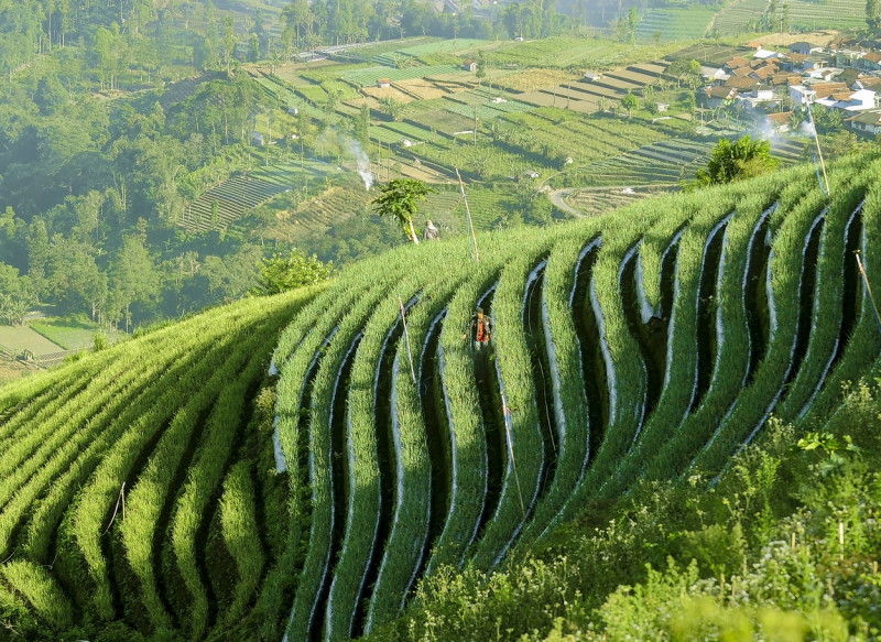 Terraced plantations of Indonesia