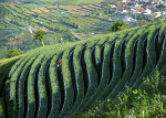 Terraced plantations of Indonesia