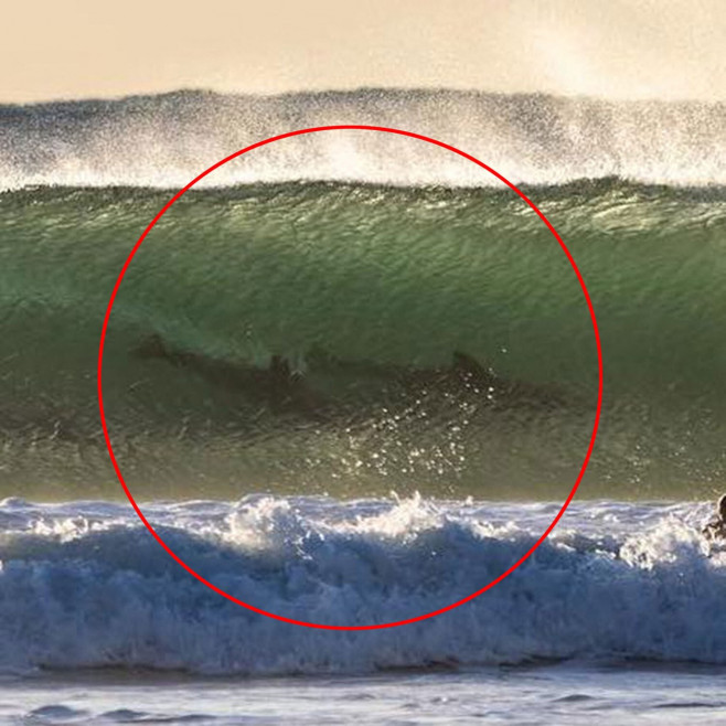 EXCLUSIVE: ‘It doesn’t look real’: 12 dolphins captured surfing the same wave in incredible shot