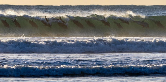 EXCLUSIVE: ‘It doesn’t look real’: 12 dolphins captured surfing the same wave in incredible shot