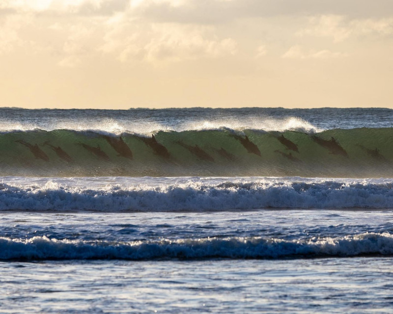 EXCLUSIVE: ‘It doesn’t look real’: 12 dolphins captured surfing the same wave in incredible shot